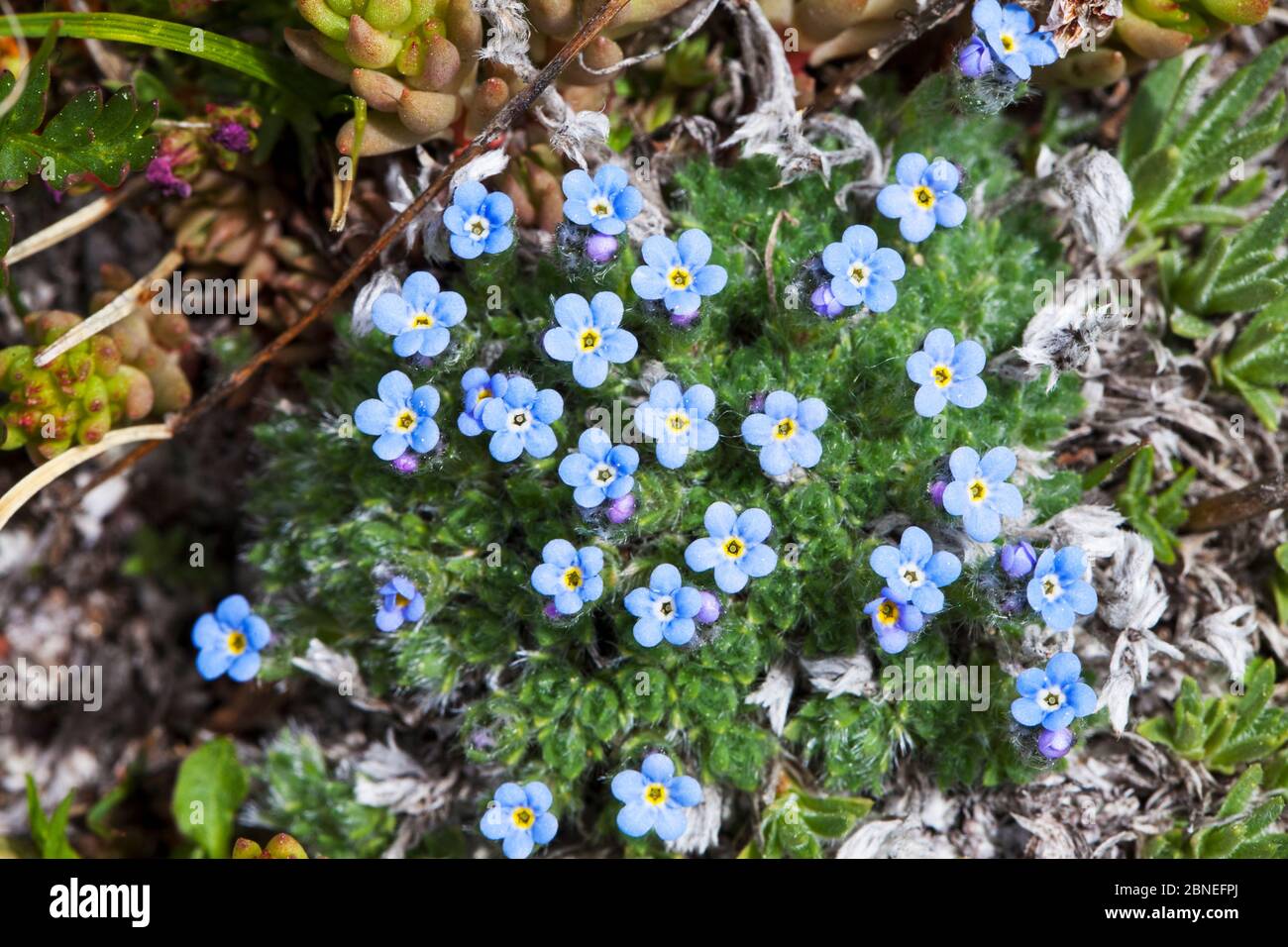 Alpine Forget-Me-Not (Myosotis asiatica) Bear Tooth Pass, Wyoming, États-Unis juin Banque D'Images Alpine Forget-Me-Not (Myosotis asiatica) Bear Tooth Pass, Wyoming, États-Unis juin Banque D'Images