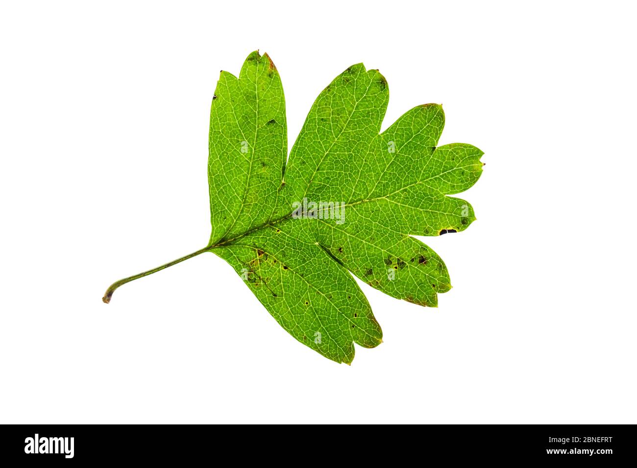 Hawthorn (Crataegus monogyna) feuille individuelle sur la visionneuse Ringwood Hampshire Royaume-Uni octobre Banque D'Images