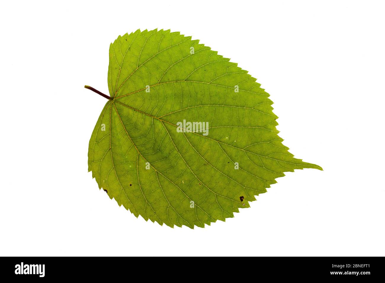 Lime commune (Tilia x vulgaris) feuille individuelle sur la visionneuse Ringwood Hampshire UK octobre Banque D'Images Lime commune (Tilia x vulgaris) feuille individuelle sur la visionneuse Ringwood Hampshire UK octobre Banque D'Images