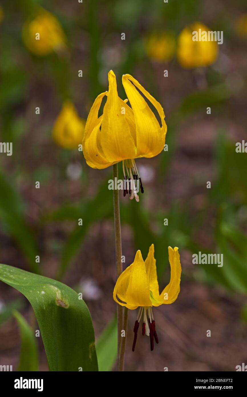 Lily Glacier (Erythronium grandiflorum) The Grand Loop, parc national de Yellowstone, Wyoming, États-Unis juin Banque D'Images Lily Glacier (Erythronium grandiflorum) The Grand Loop, parc national de Yellowstone, Wyoming, États-Unis juin Banque D'Images