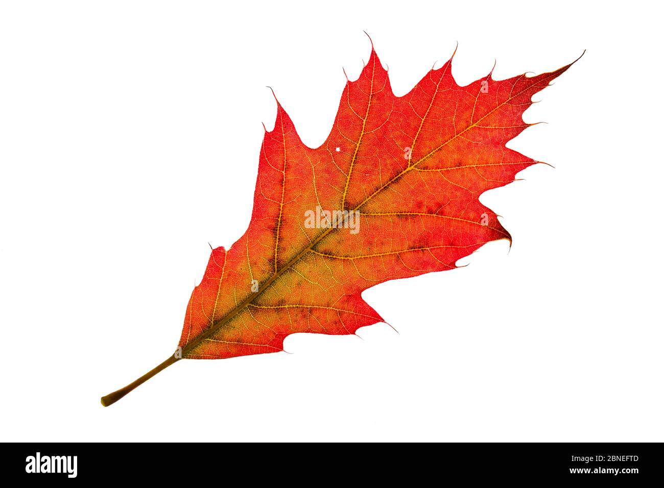 Chêne de dinde (Quercus cerris) feuille individuelle sur la visionneuse Ringwood Hampshire UK octobre Banque D'Images