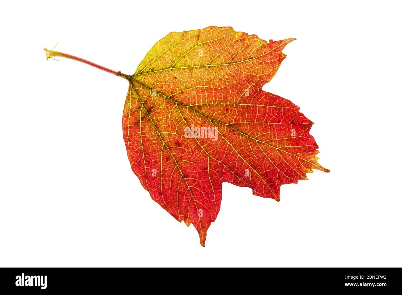 Guelder rose (Viburnum opulus) feuille individuelle sur la visionneuse Ringwood Hampshire UK octobre Banque D'Images