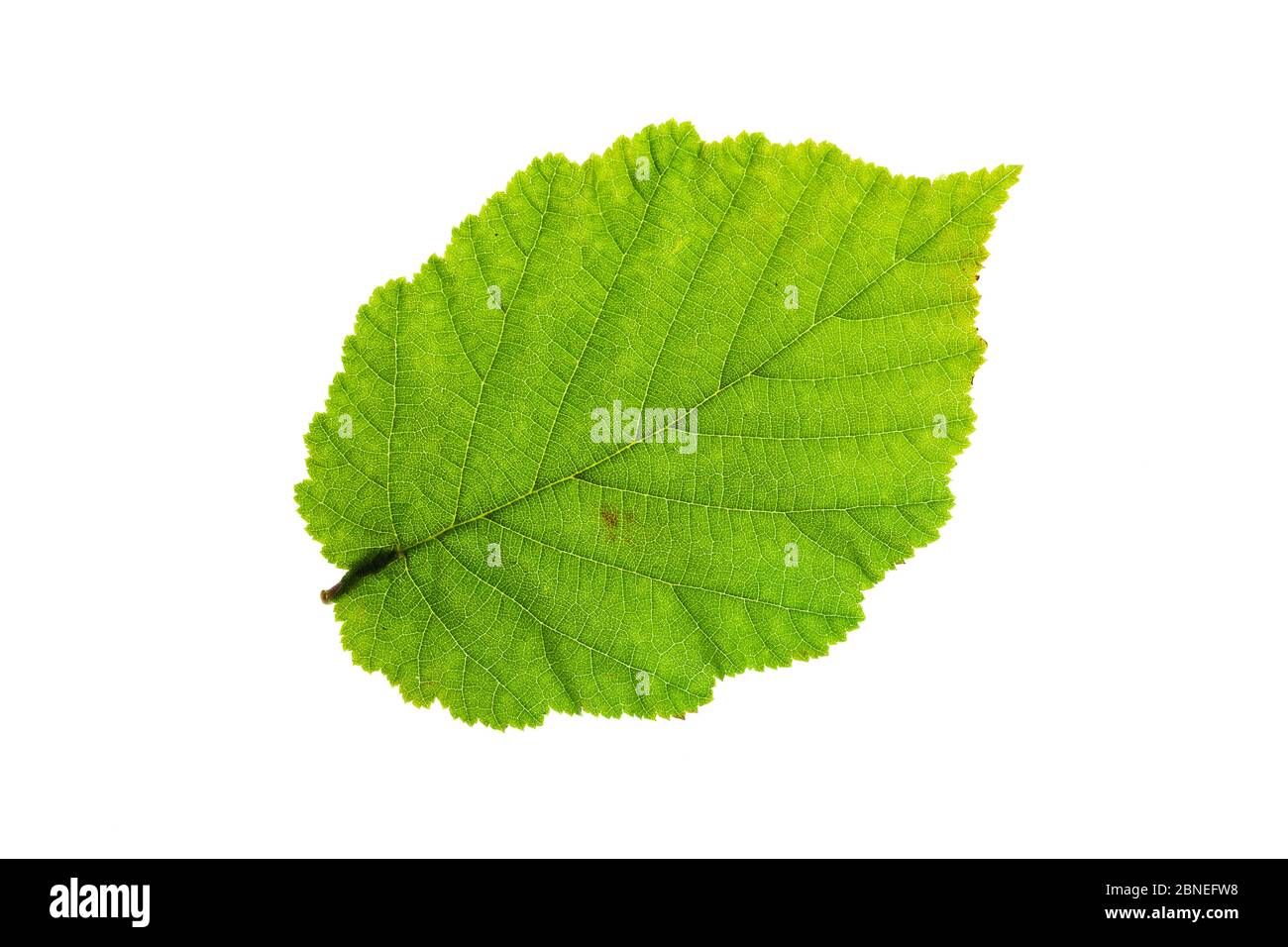 Common Hazel (Corylus avellana) feuille individuelle sur la visionneuse Ringwood Hampshire UK octobre Banque D'Images