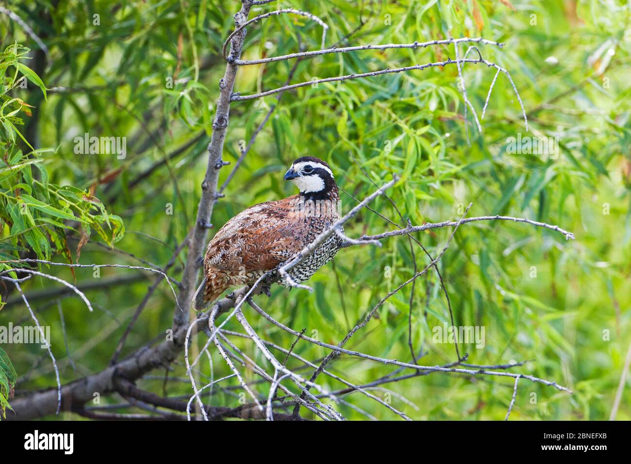 Blanc de bobblanc du Nord (Colinus virginianus) perché dans un arbre, réserve naturelle nationale Quivira, Comté de Stafford, Kansas, États-Unis juillet Banque D'Images Blanc de bobblanc du Nord (Colinus virginianus) perché dans un arbre, réserve naturelle nationale Quivira, Comté de Stafford, Kansas, États-Unis juillet Banque D'Images