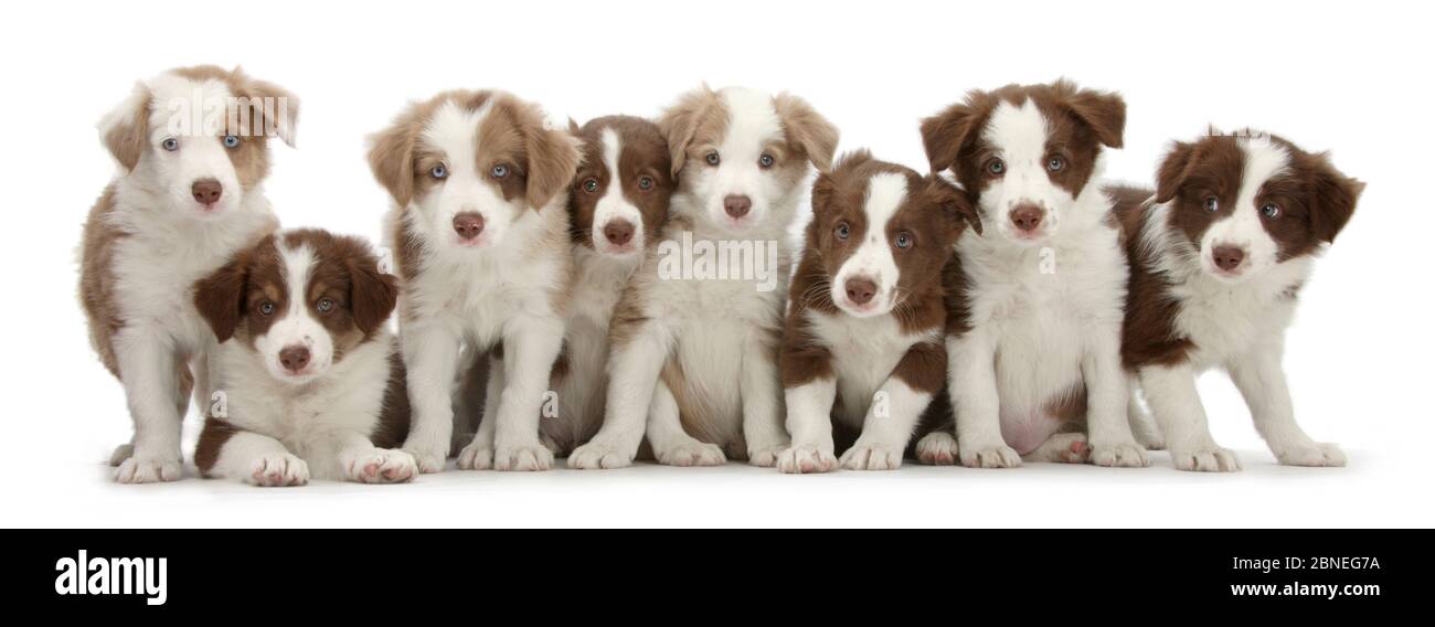 Groupe de chocolate et lilas border collie chiots. Banque D'Images