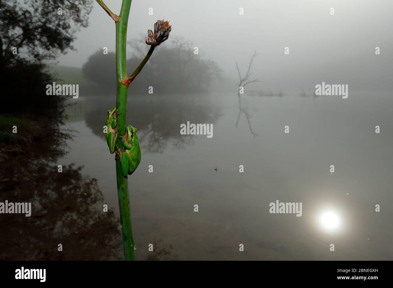 Grenouilles d'arbres (Hyla meridionalis) deux sur plante par lac misty, Prado del Rey, sud de l'Espagne, février. Banque D'Images