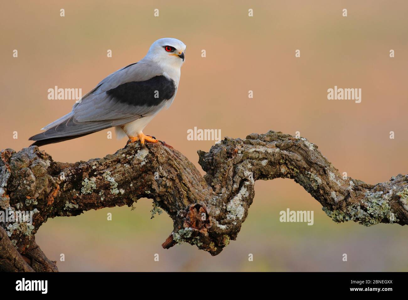 Cerf-volant noir (Elanus caeruleus) perché sur une branche tordue, Prado del Rey, sud de l'Espagne, avril. Banque D'Images