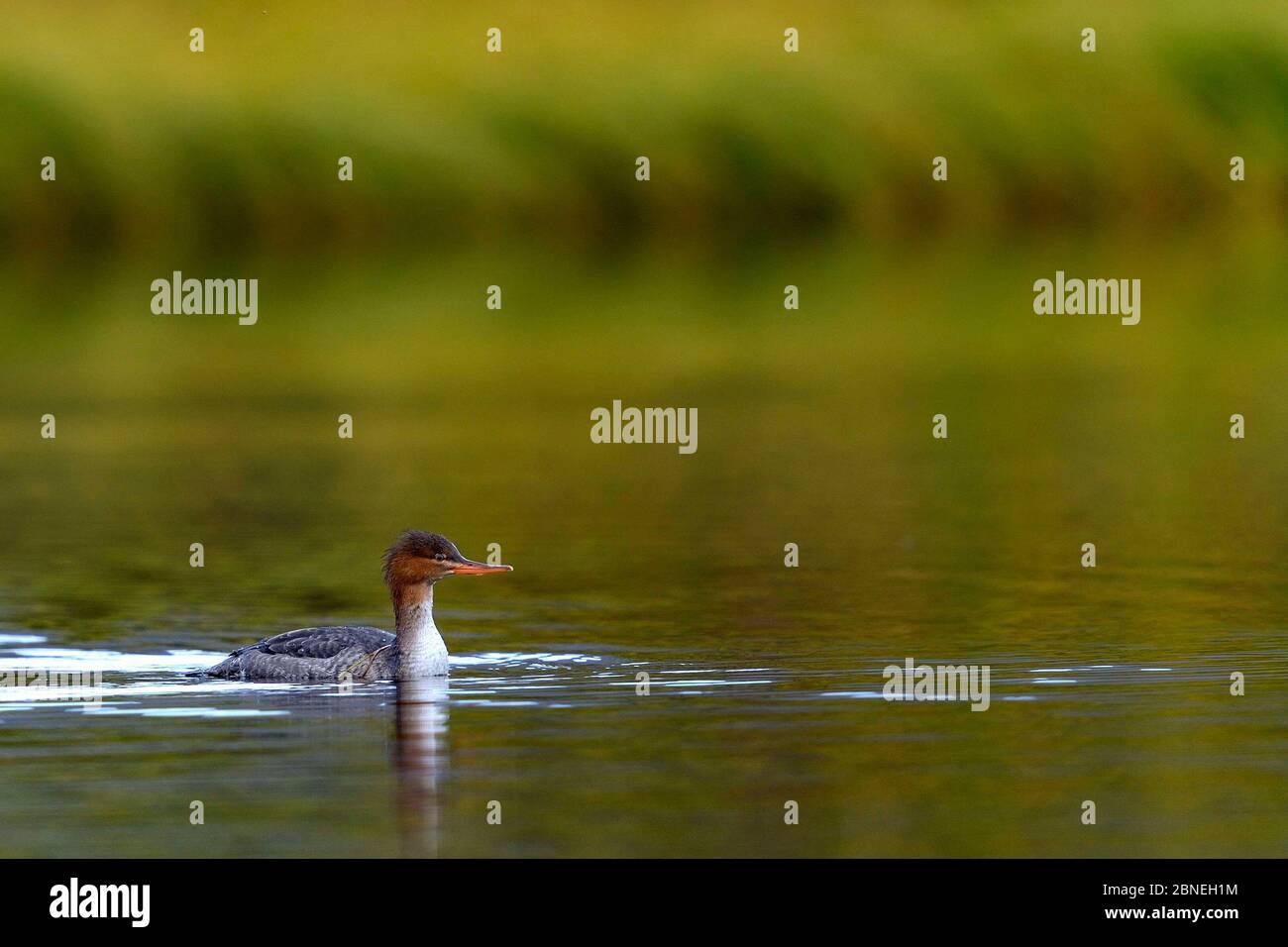 Merganser à brisures rouges (Mergus serrator) dans l'eau, Nome, Alaska, États-Unis, août Banque D'Images