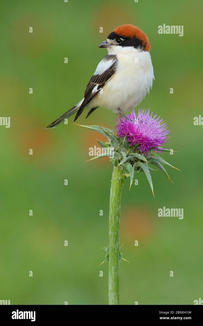 La mercaise de Woodchat (sénateur Lanius) perchée sur le chardon, Parc naturel de la Sierra de Grazalema, Prado del Rey, sud de l'Espagne Banque D'Images