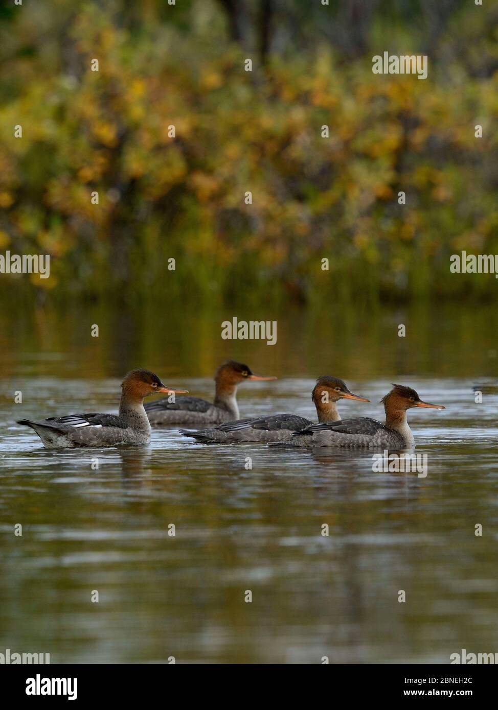 Groupe de quatre merganser à poitrine rouge (Mergus serrator), Nome, Alaska, États-Unis, août Banque D'Images