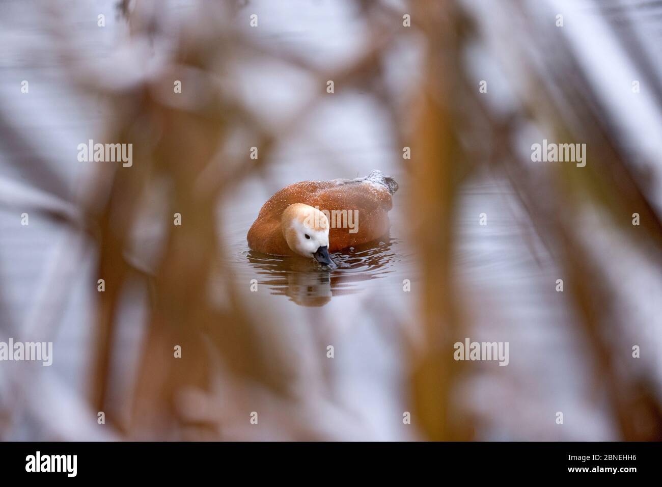 Alimentation de Ruddy Shelduck (Tadorna ferruginea), Norvège, décembre. Banque D'Images