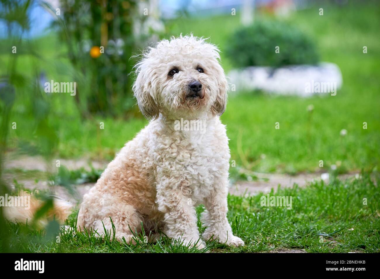 Bichon Frise, beau chien blanc Photo Stock - Alamy
