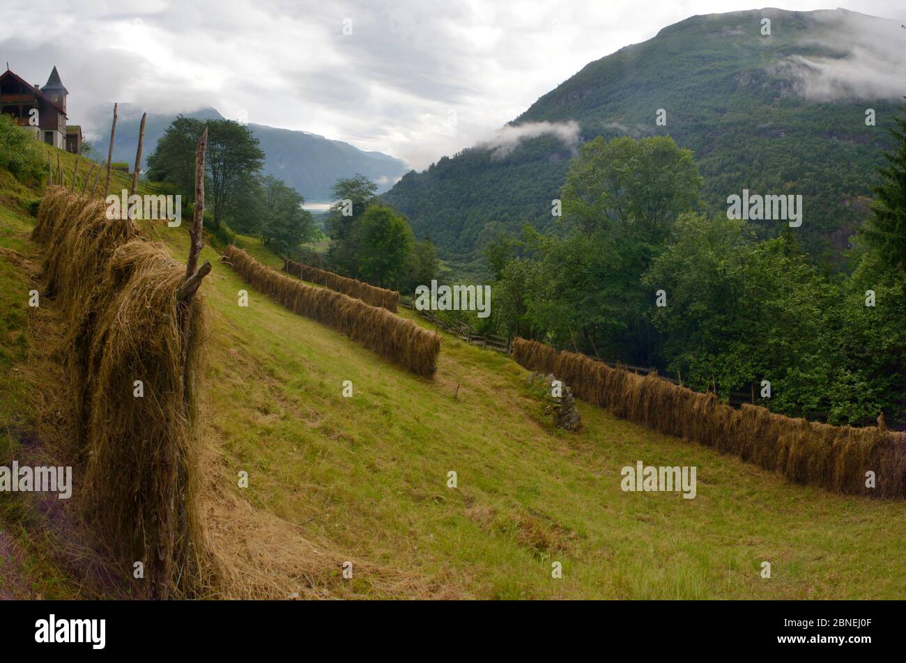 Le séchage du foin sur hillside farm avec ses montagnes couvertes de forêts, Skjolden, Sognefjord, Norvège, août 2013 Banque D'Images