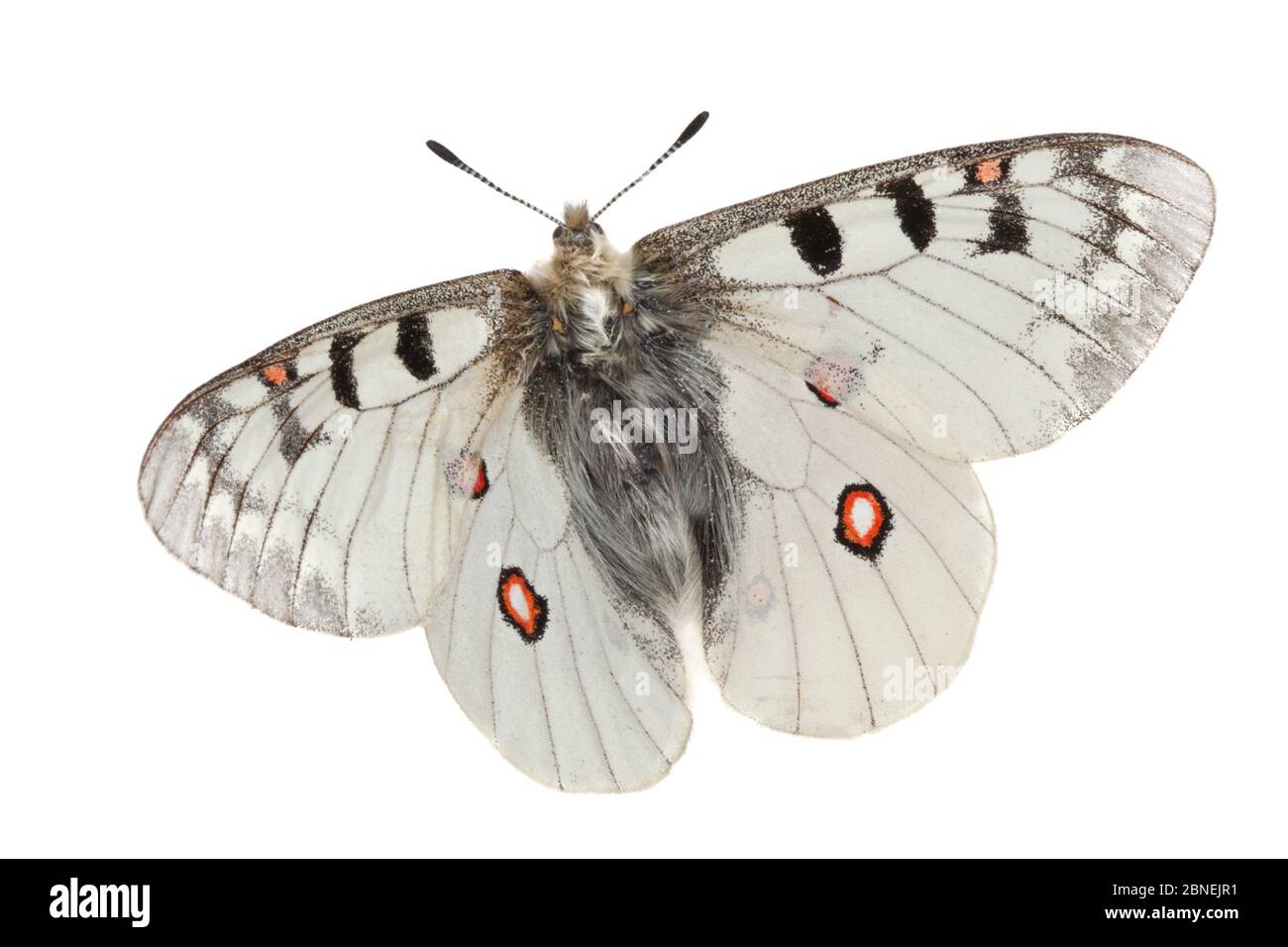 Petit papillon Apollo (Parnassius phoebus) photographié en studio mobile sur fond blanc. Nordtirol, Alpes autrichiennes. Août. Banque D'Images