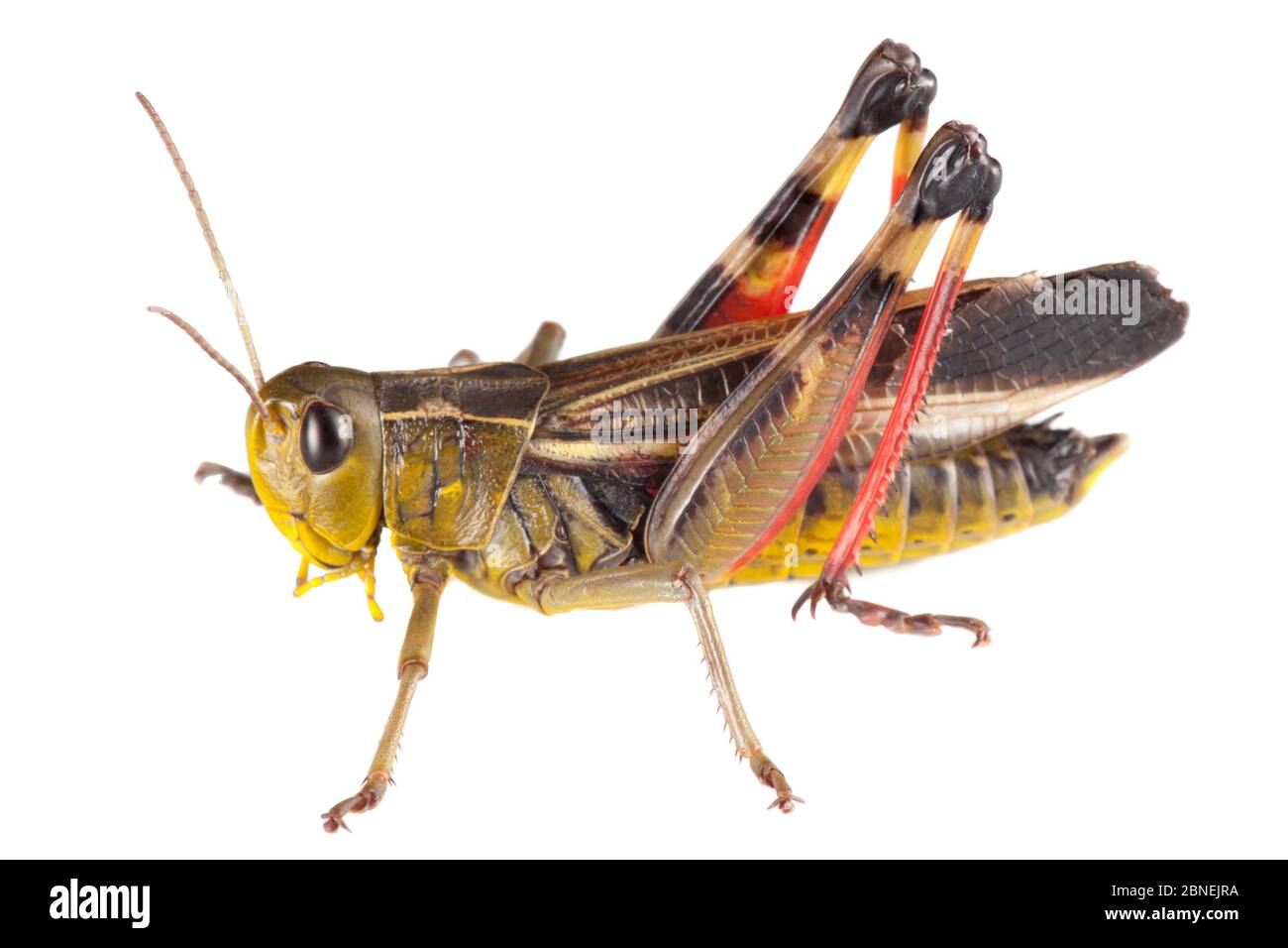 Sauterelle (Arcyptera fusca) photographiée sur fond blanc dans un studio mobile. Nordtirol, Alpes autrichiennes. Août. Banque D'Images
