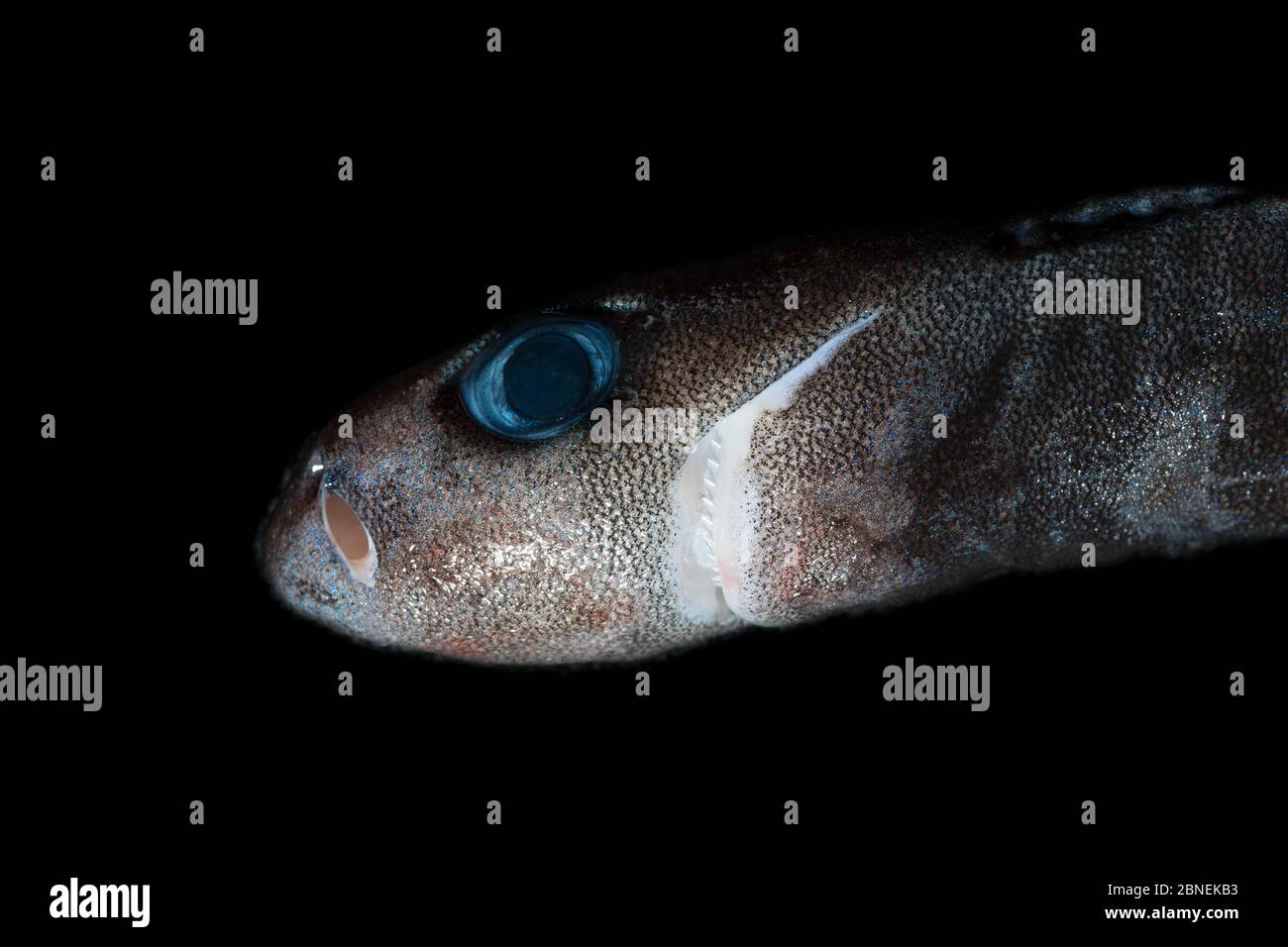 Requin pygmée à Bioluminescence (Euprotomicrus bispinatus) montrant des photophores bleu brillant (organes légers). Captif. Kona, Hawaï, Pacifique central. Banque D'Images