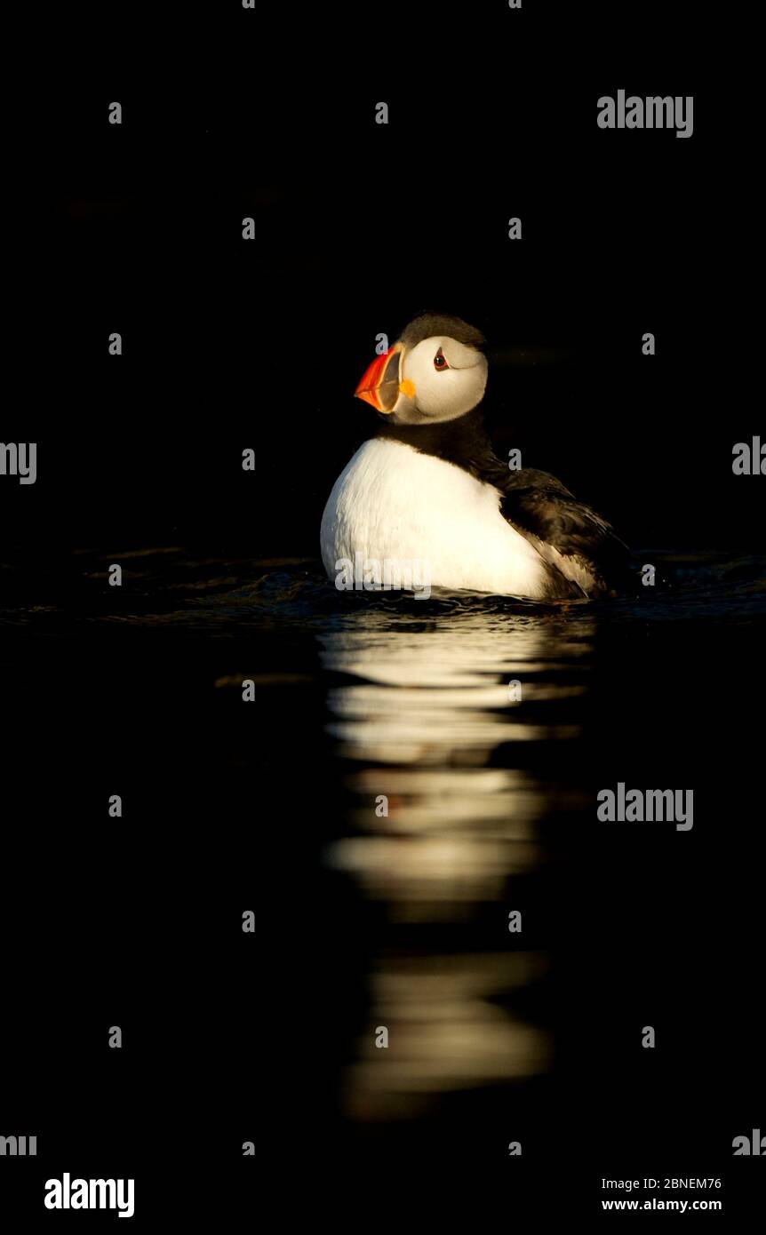 Portrait de l'Atlantic Puffin (Fratercula arctica) sur l'eau, Skomer Island, pays de Galles, Royaume-Uni, mai Banque D'Images