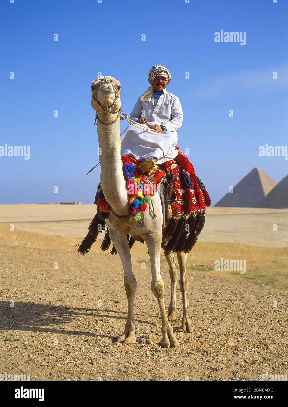Chauffeur de chameau à dos de chameau, les grandes pyramides de Gizeh, Gizeh, Govergate de Gizeh, République d'Égypte Banque D'Images