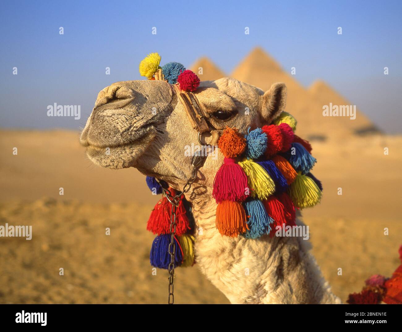 Chameau décoré de glands, les grandes Pyramides de Gizeh, Gizeh, Govergate de Gizeh, République d'Égypte Banque D'Images