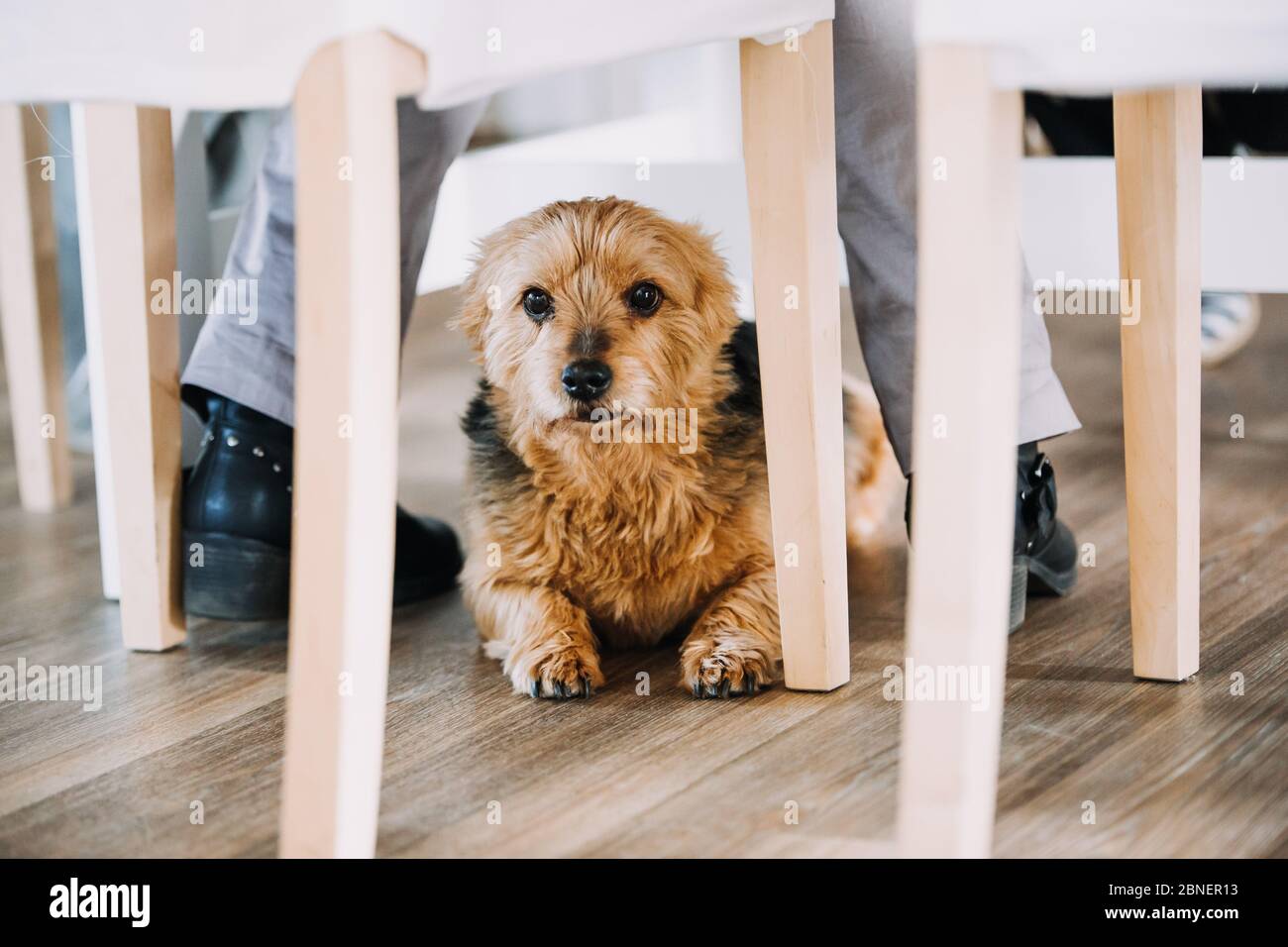 photo d'un chien sous une chaise Banque D'Images