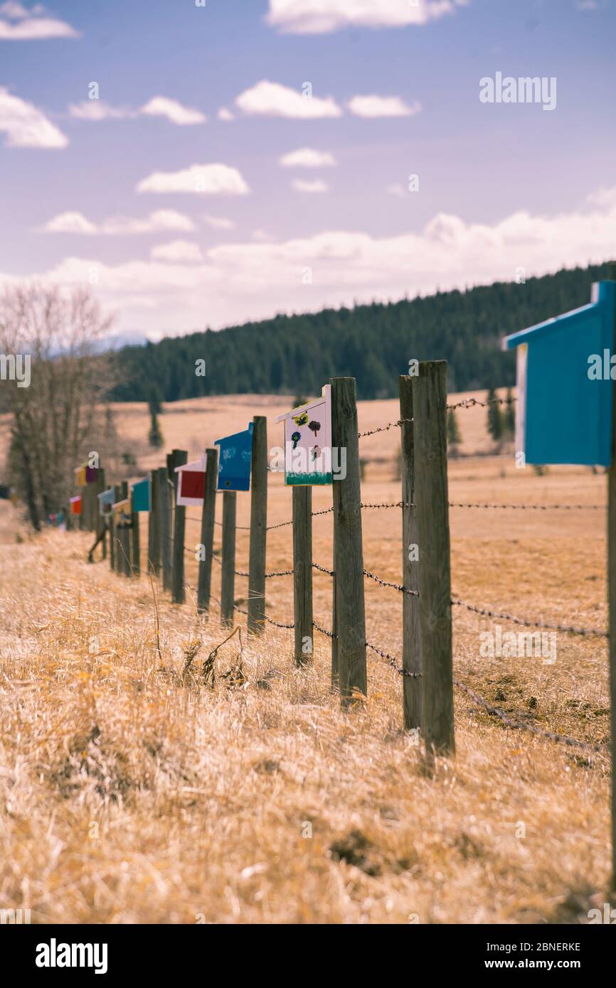 Une rangée de maisons d'oiseaux pour les oiseaux bleus peints par des bénévoles dans les contreforts de l'Alberta au Canada. Banque D'Images