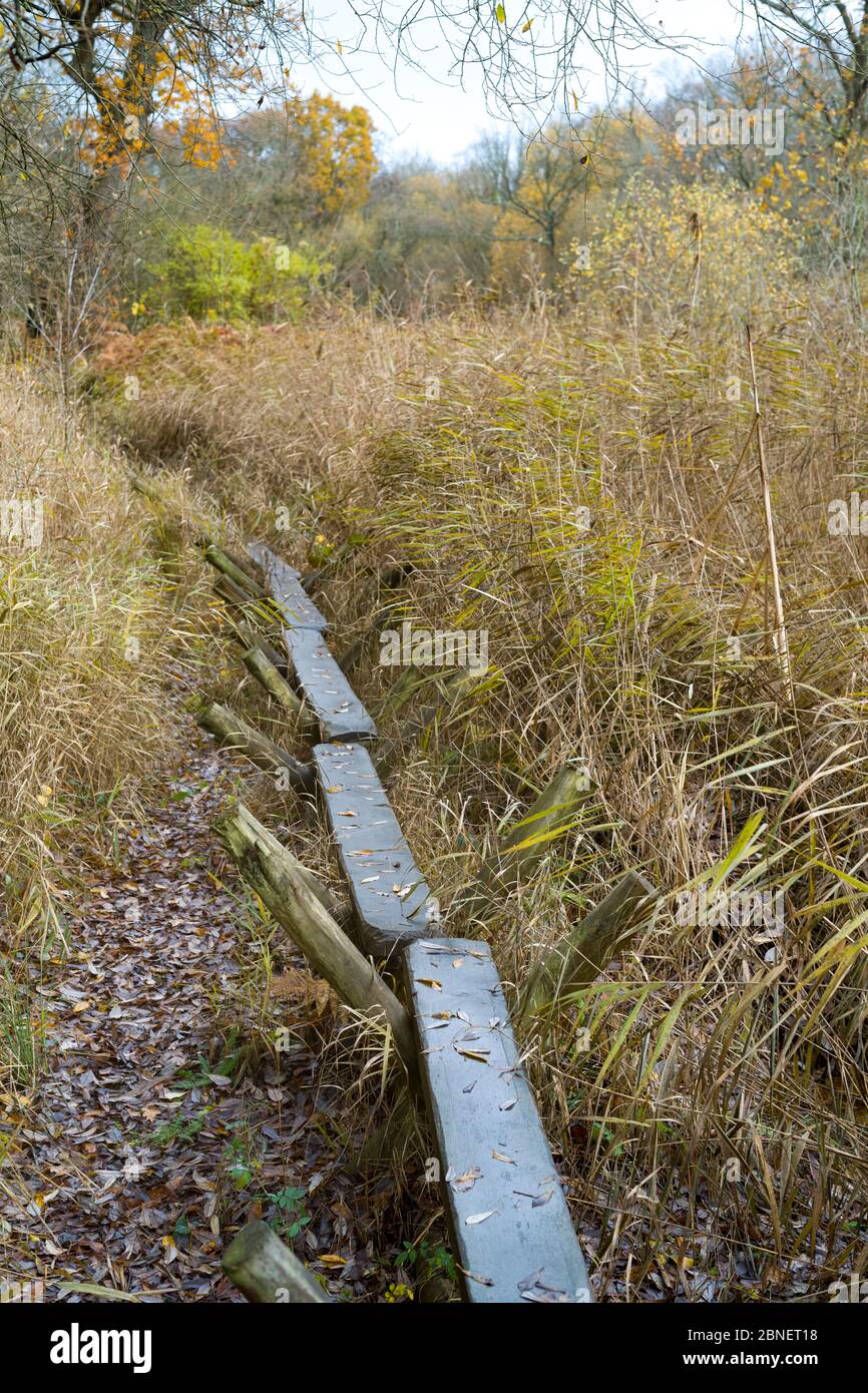 Réplique de la piste Sweet Track - ancienne piste construite à l'époque néolithique, traversant le marais à roseaux Avalon Marshes avec des pôles conduits dans la tourbe, Somerset, Banque D'Images