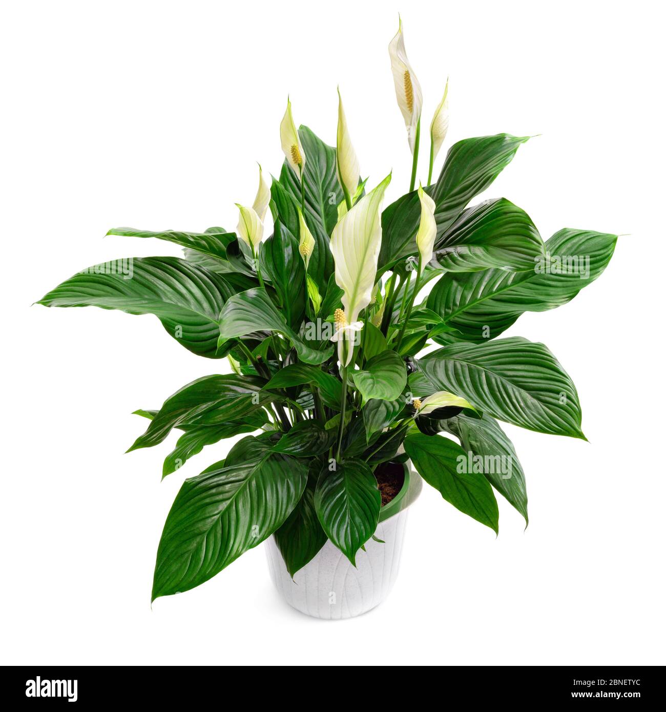Maison de nénuphars, spathiphyllum, une belle plante luxuriante, studio isolé sur blanc pur Banque D'Images