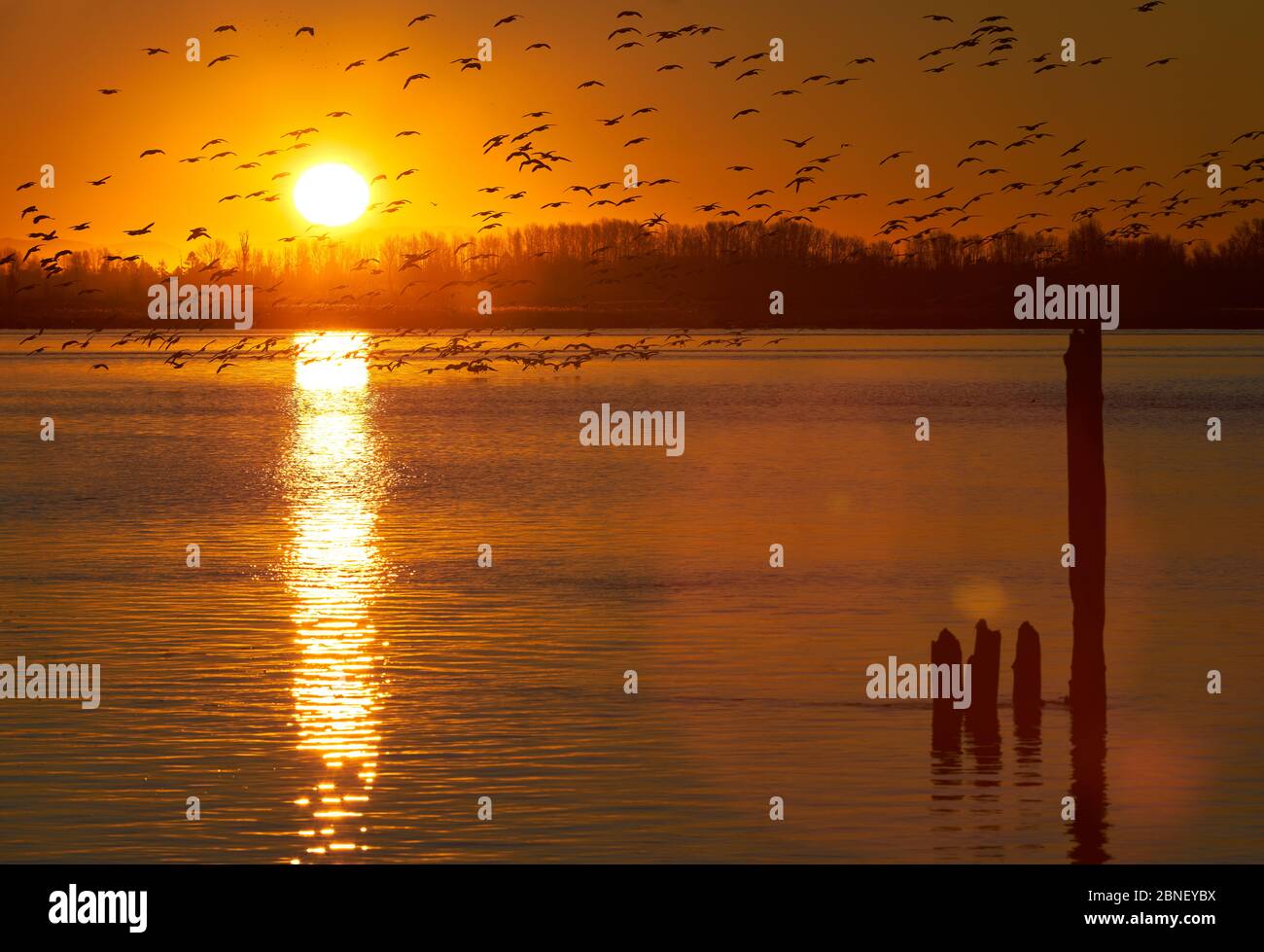 OIE des neiges du fleuve Fraser à Dawn. Un grand troupeau d'Oies des neiges dégore le fleuve Fraser au lever du soleil. Richmond, Colombie-Britannique, Banque D'Images
