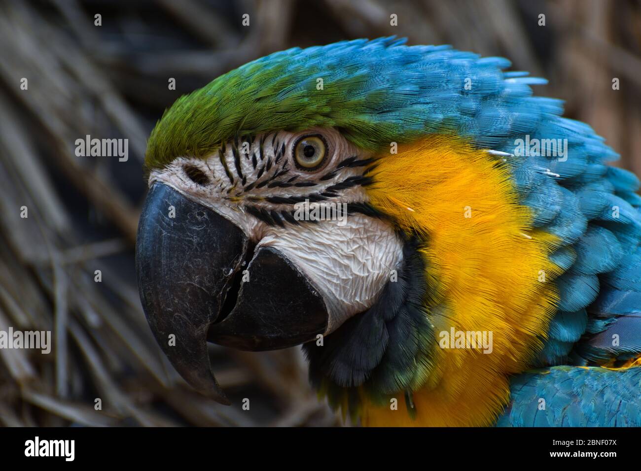 Bleu et jaune Macaw Parrot face (Ara ararauna) Banque D'Images