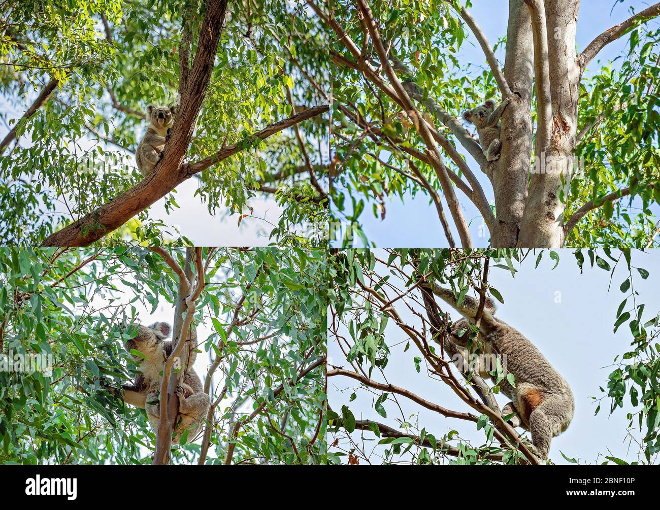 Collage de koalas australiens dans leur habitat naturel à la réserve de Whites Hill à Brisbane, une mère avec un joey dans sa poche Banque D'Images