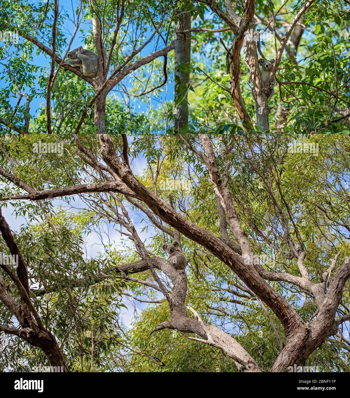 Collage de koalas australiens dans leur habitat naturel à la réserve de Whites Hill à Brisbane Banque D'Images