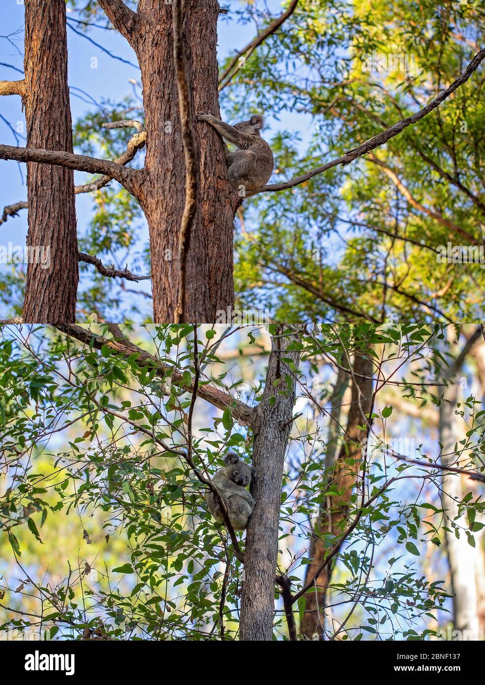 Collage de koalas australiens dans leur habitat naturel à la réserve de Whites Hill à Brisbane Banque D'Images