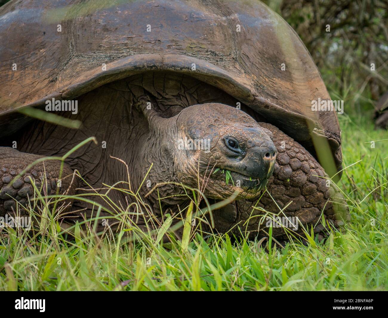 Une tortue sauvage à la galapagose se nourrissant d'un pré. Banque D'Images Une tortue sauvage à la galapagose se nourrissant d'un pré. Banque D'Images
