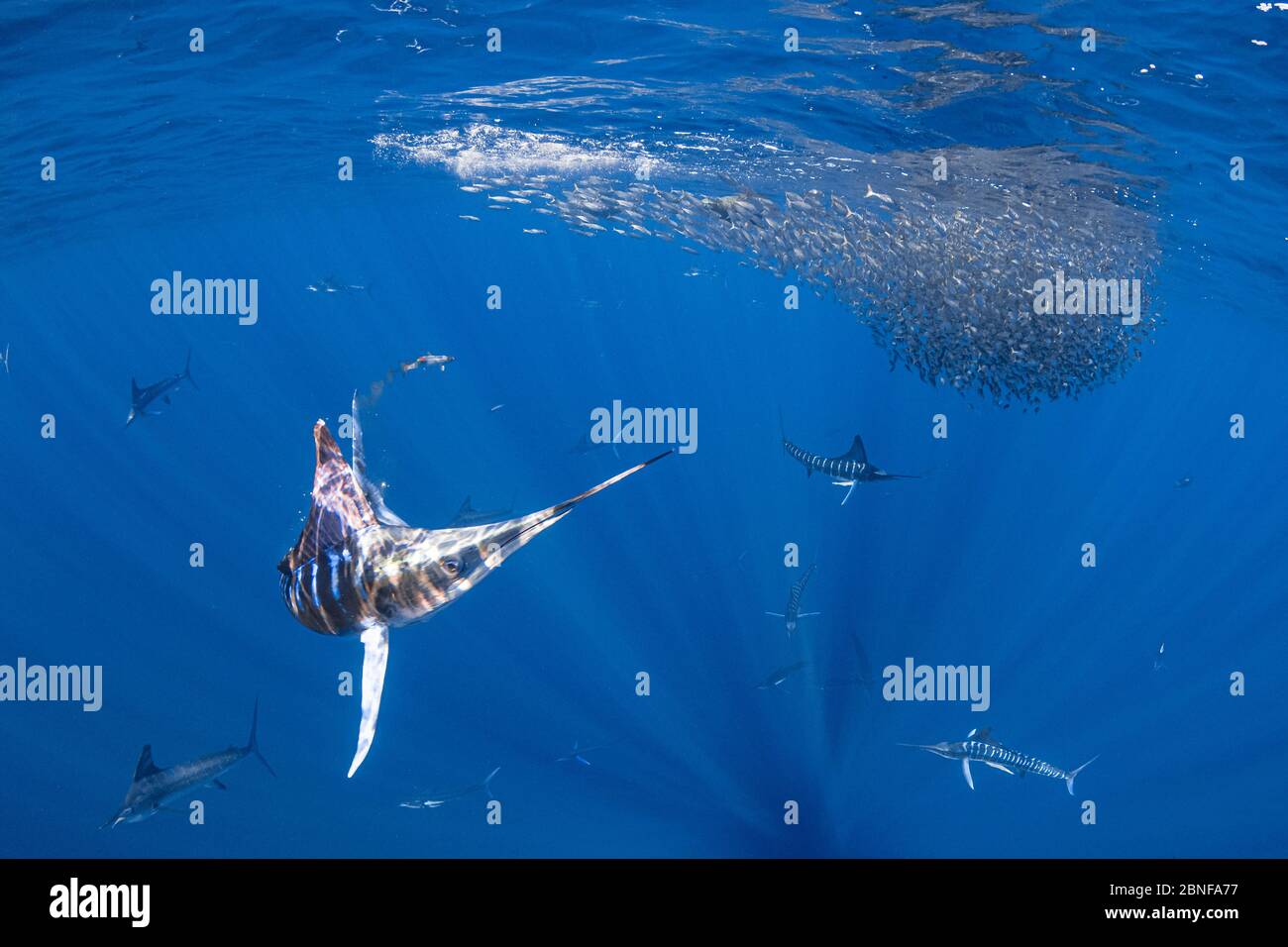 Maquereau de chasse au makaire rayé Banque D'Images
