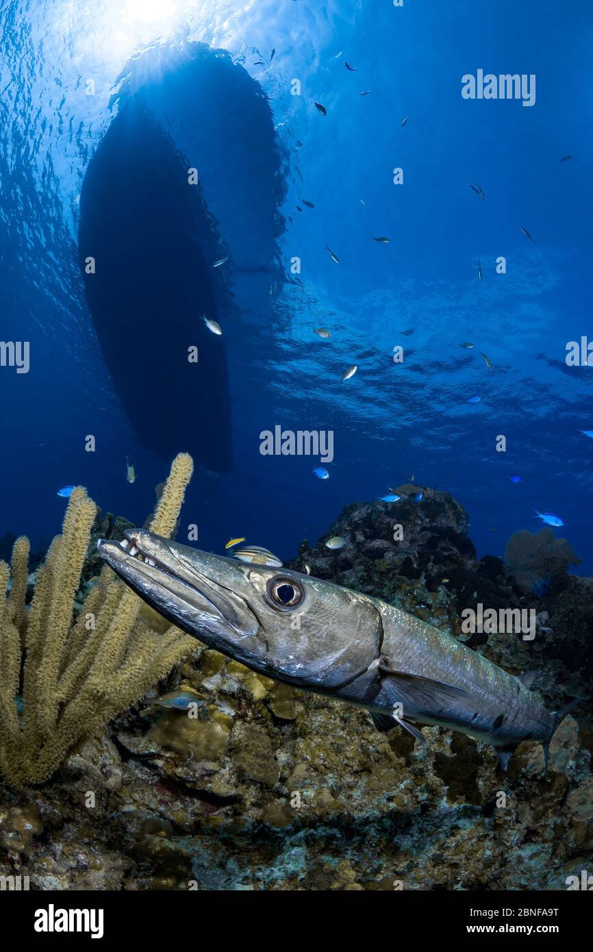 Un super barracuda traînait sous un bateau de plongée Banque D'Images Un super barracuda traînait sous un bateau de plongée Banque D'Images