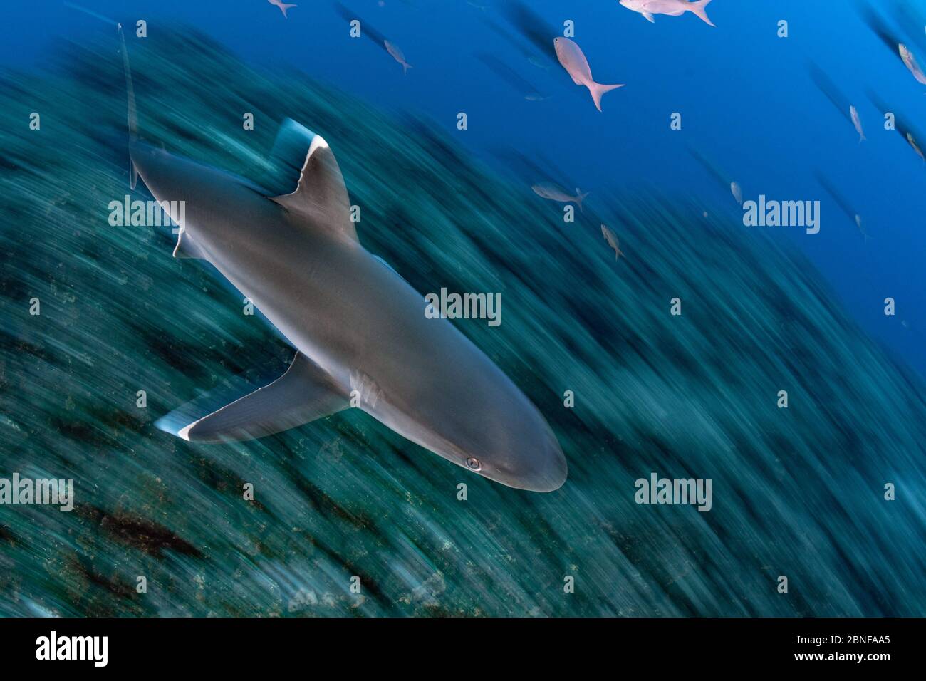 Requin argenté nageant au-dessus d'un récif Banque D'Images Requin argenté nageant au-dessus d'un récif Banque D'Images