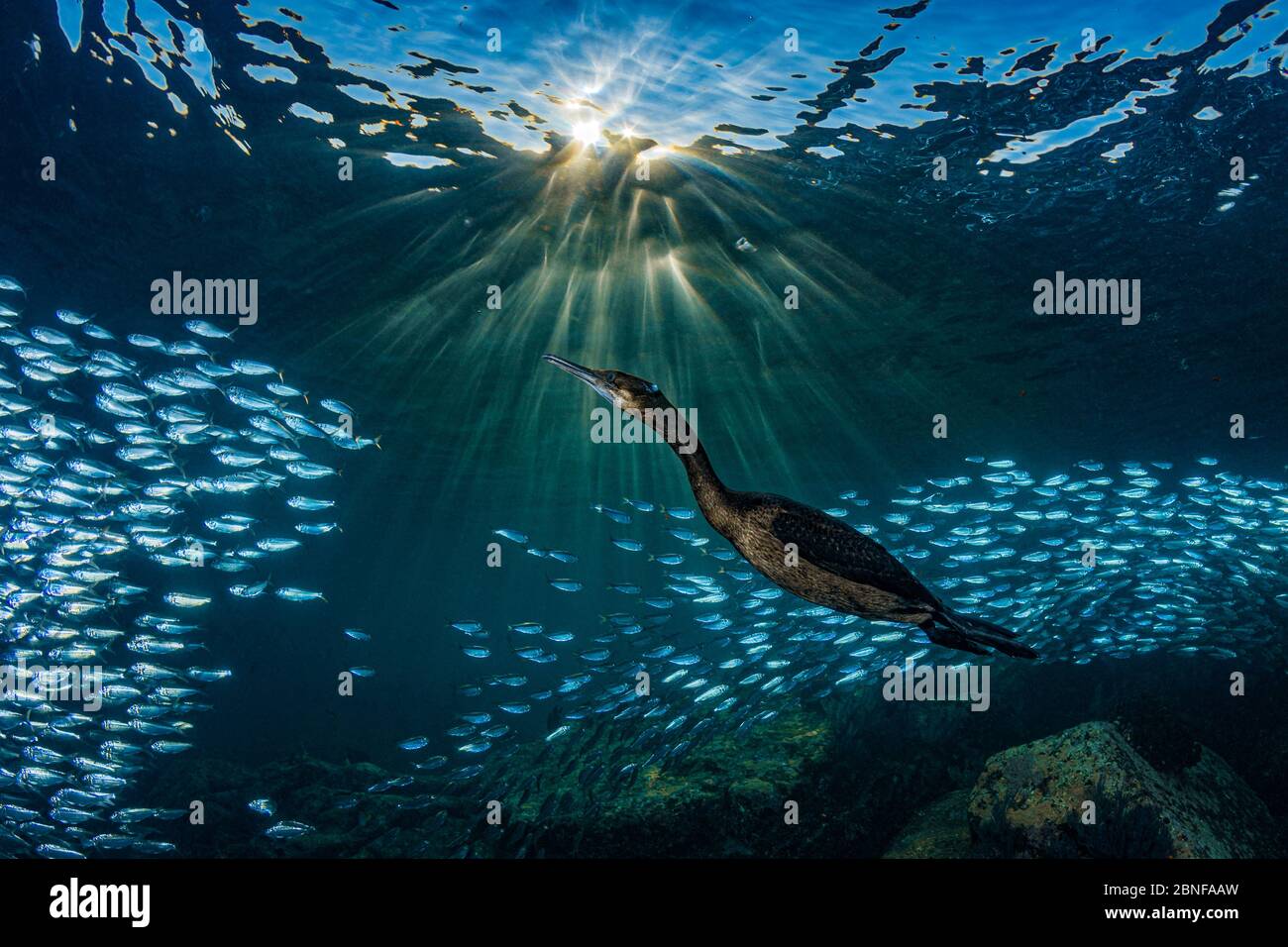 Sardine de chasse Cormorant Banque D'Images Sardine de chasse Cormorant Banque D'Images