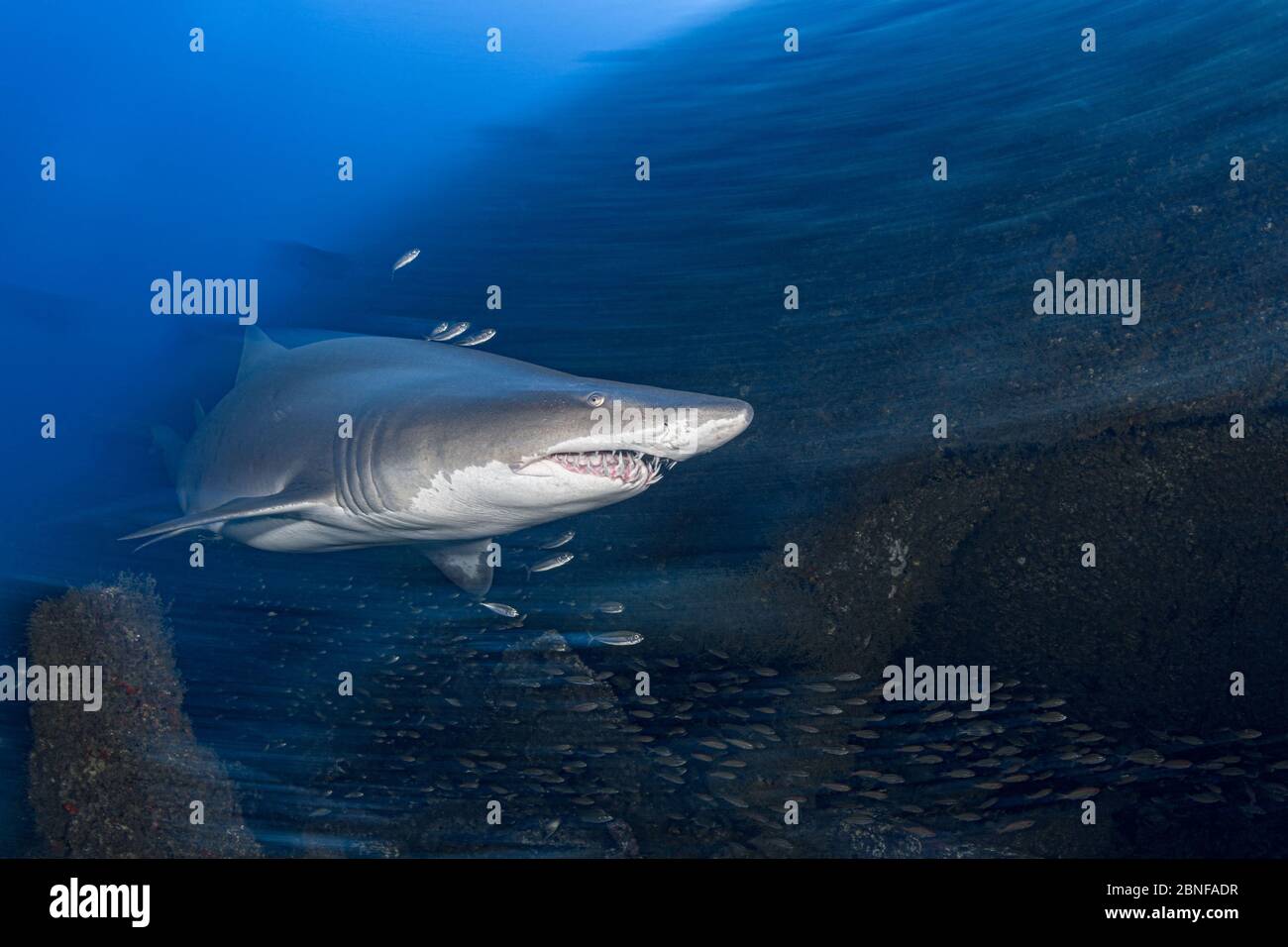 Un requin tigre de sable sur une épave dans Caroline du Nord. Banque D'Images