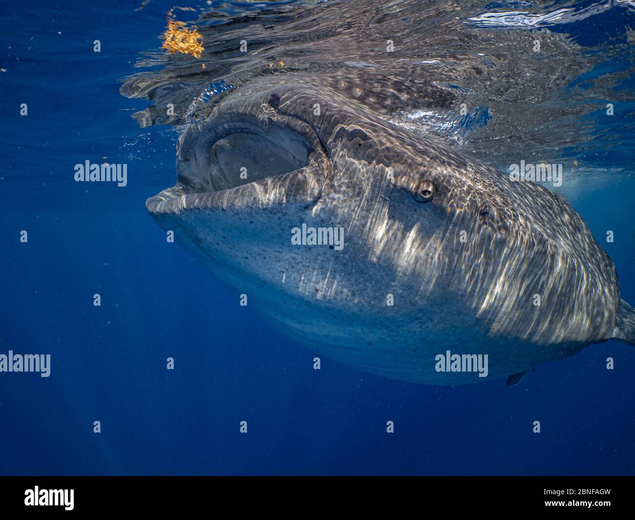Un requin-baleine nageant juste en dessous de la surface Banque D'Images