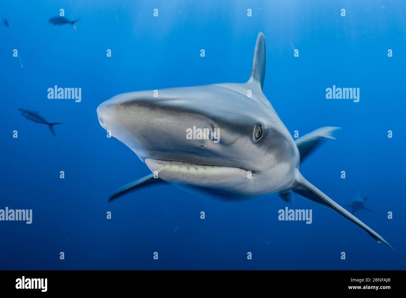 Un requin de sable sur une plongée de requin en Floride. Banque D'Images Un requin de sable sur une plongée de requin en Floride. Banque D'Images
