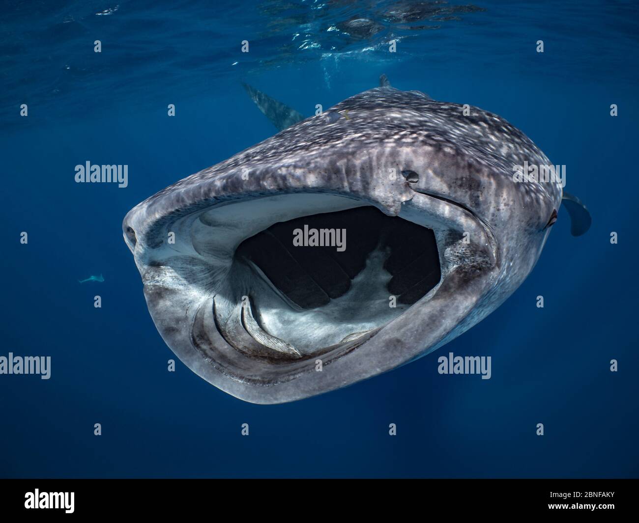 Un requin-baleine nageant juste en dessous de la surface Banque D'Images