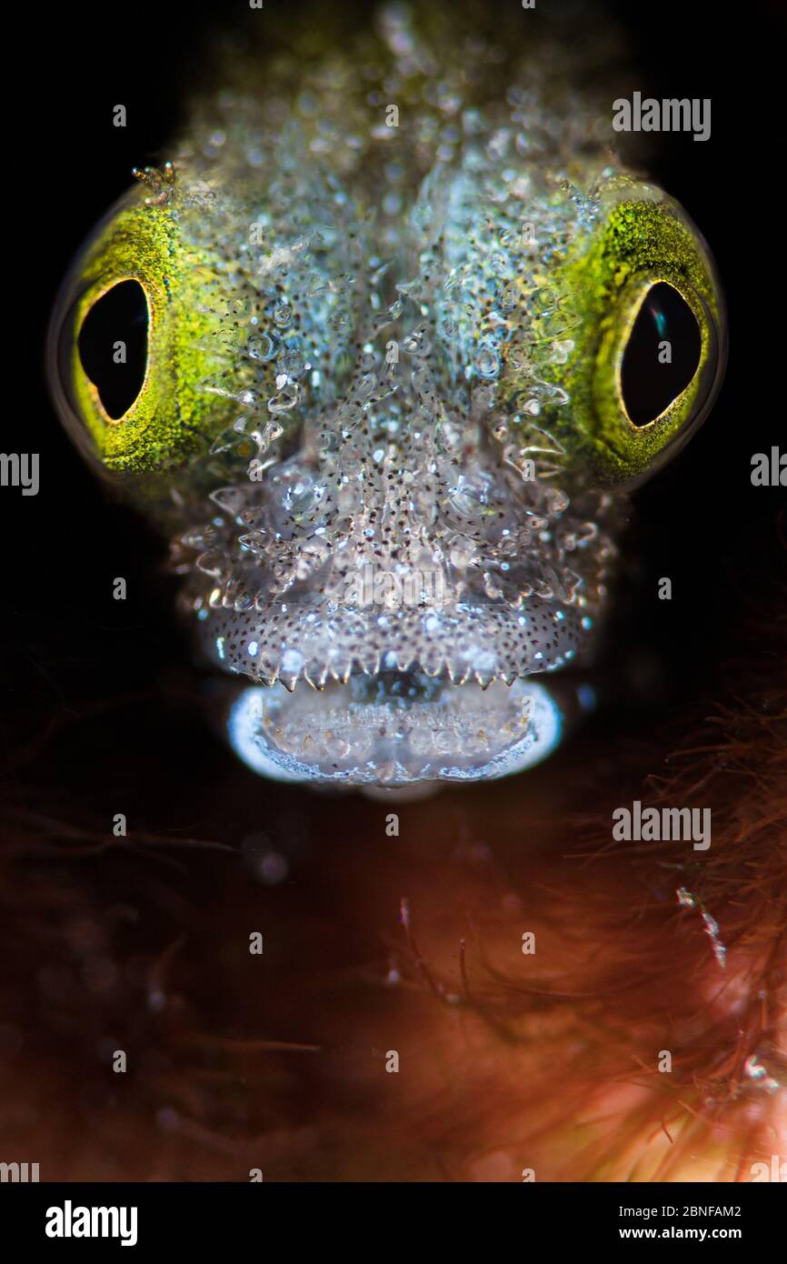Un blenny se cachant dans sa maison Banque D'Images Un blenny se cachant dans sa maison Banque D'Images