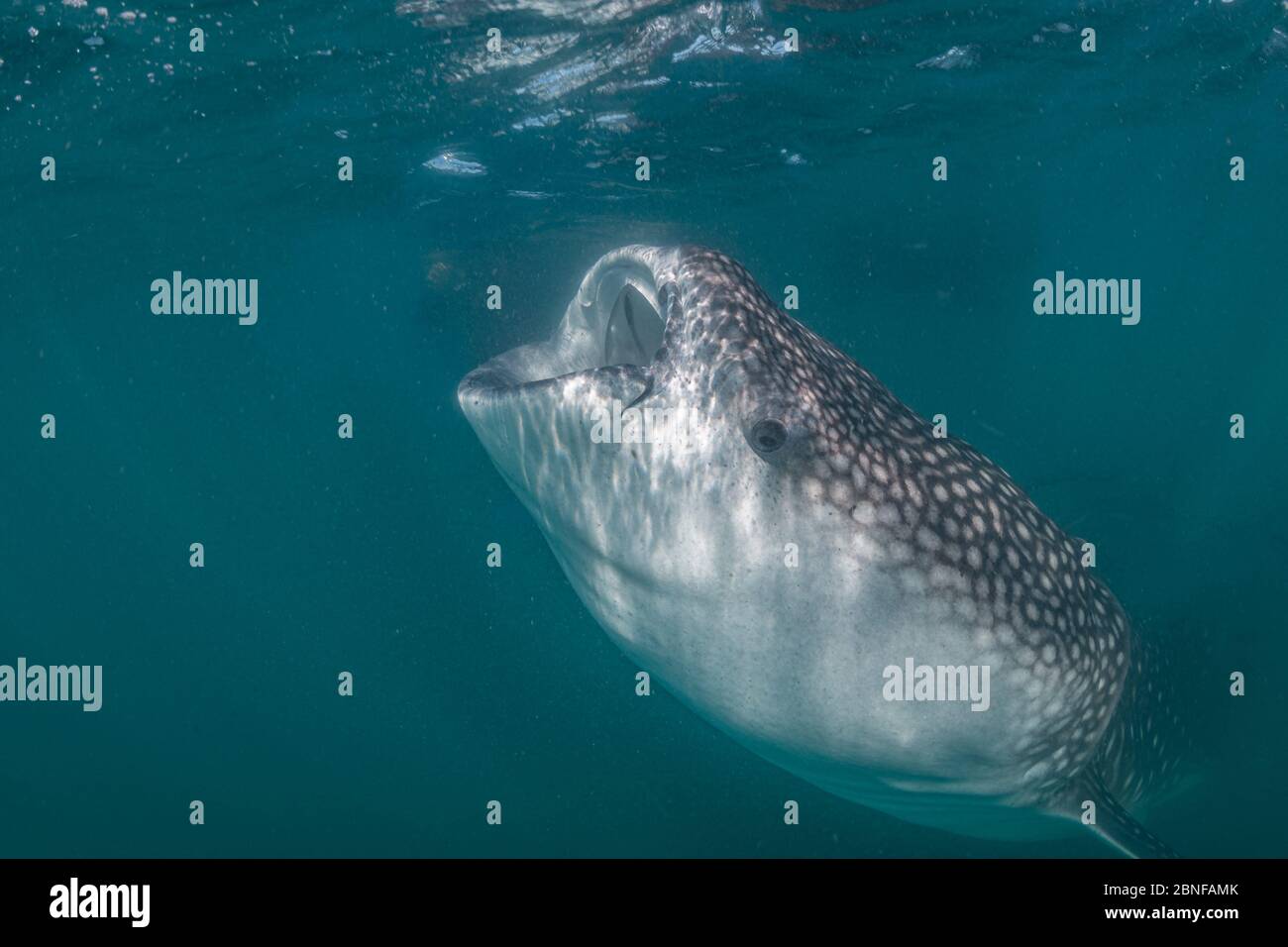 Un requin-baleine juvénile se nourrissant juste en dessous de la surface Banque D'Images