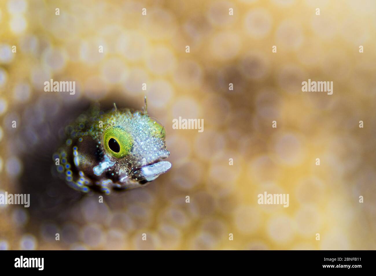 Un blenny se cachant dans sa maison Banque D'Images Un blenny se cachant dans sa maison Banque D'Images