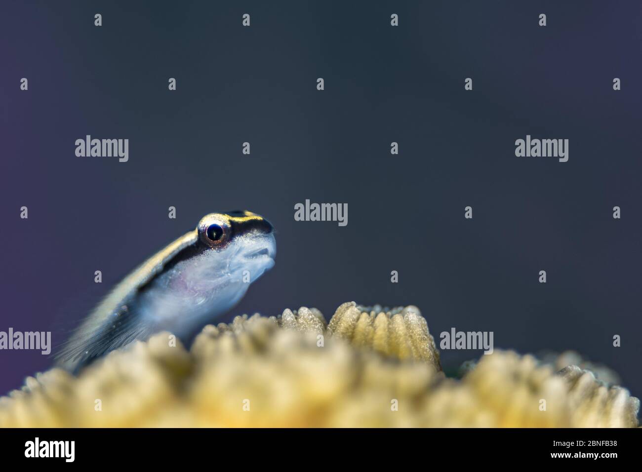 Un bouée de nettoyage cayman reposant sur une tête de corail Banque D'Images Un bouée de nettoyage cayman reposant sur une tête de corail Banque D'Images