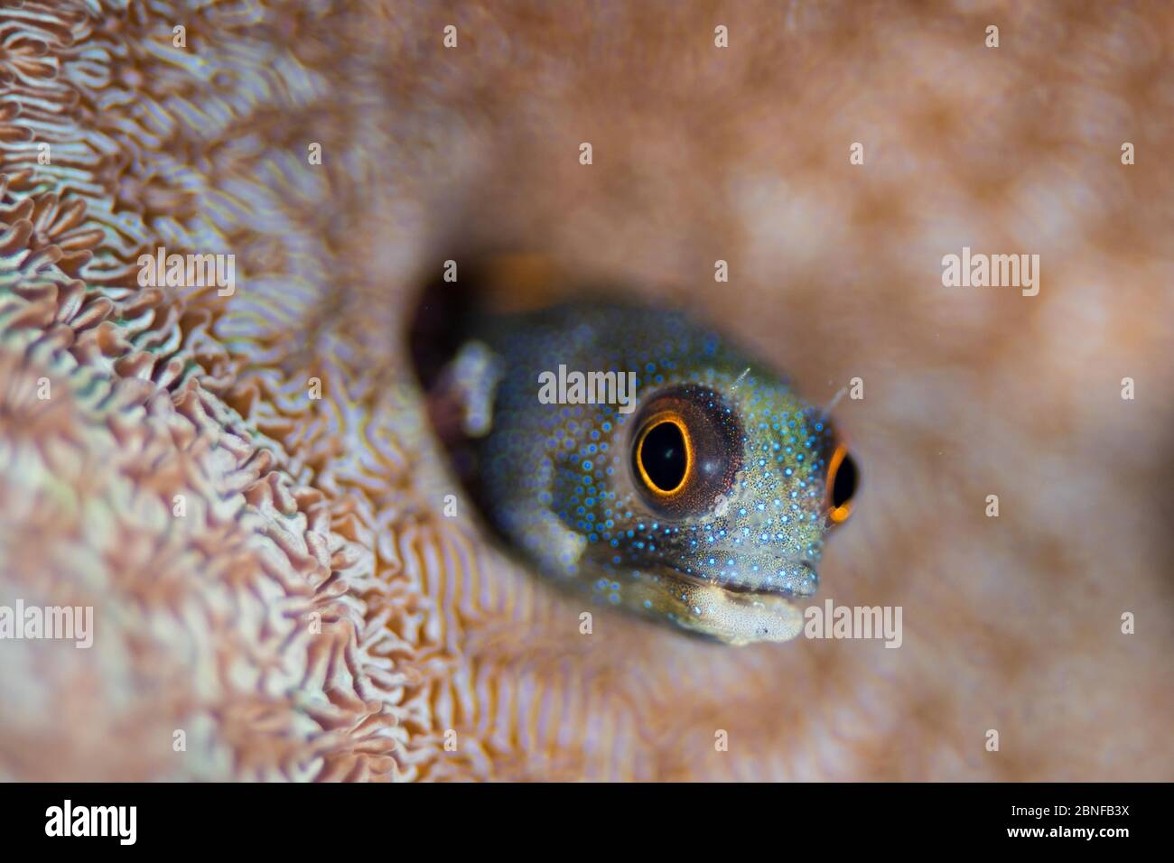 Un petit blenny dans sa maison de corail Banque D'Images