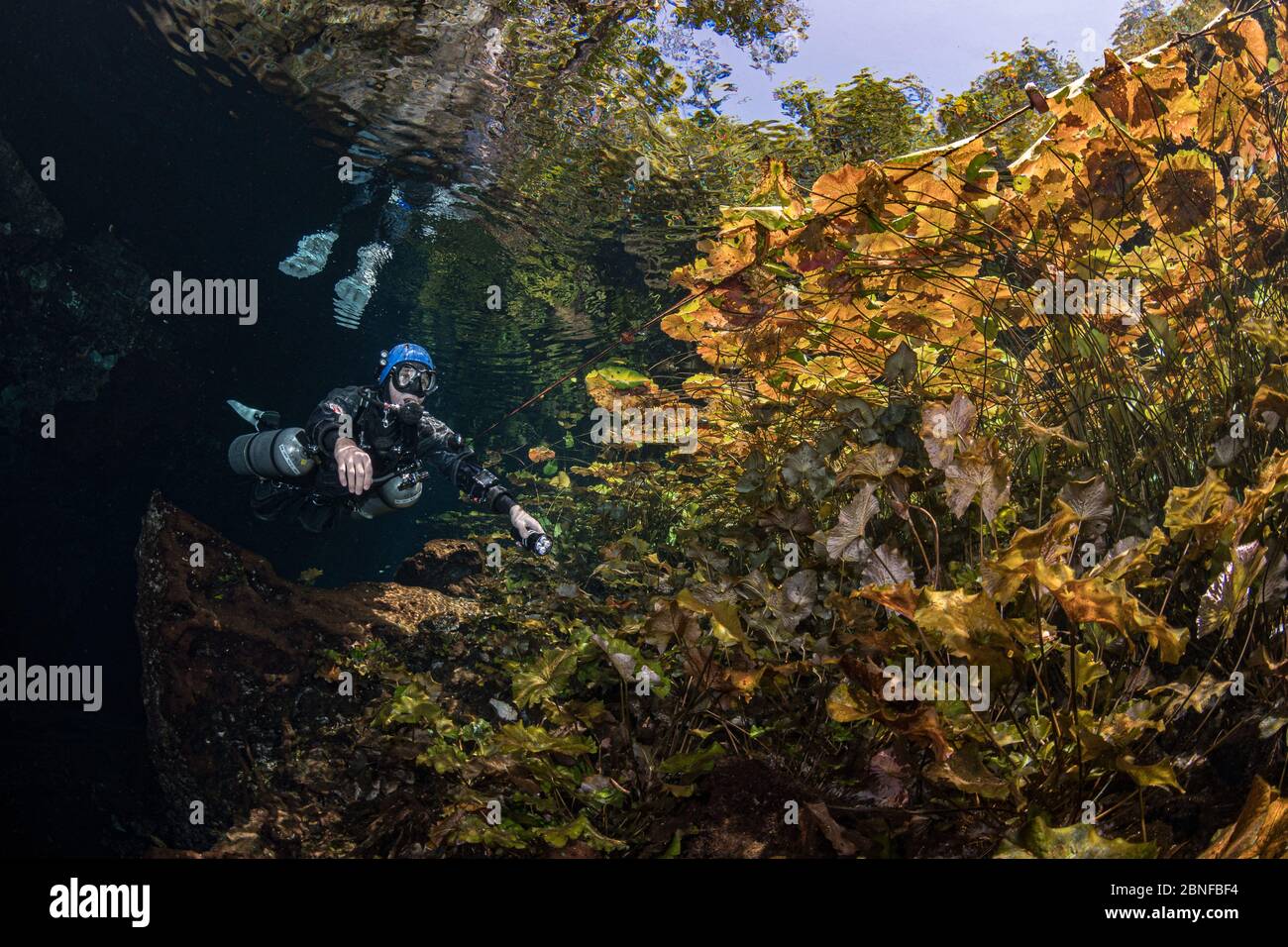 Un plongeur dans un cenote à Quintana Roo, Mexique. Banque D'Images