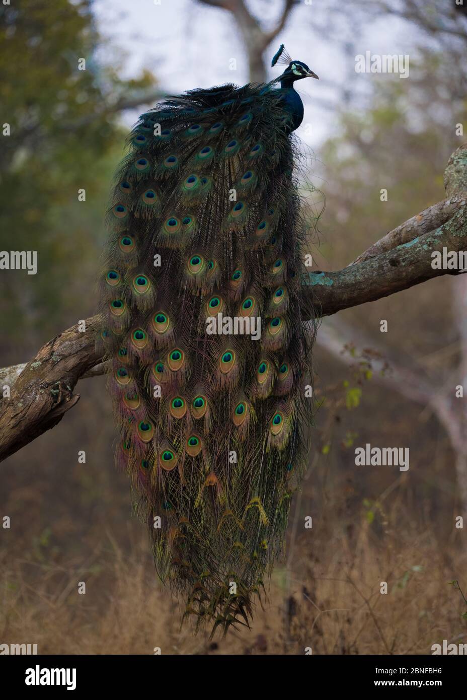 Paon ou paafhibou assis sur la branche d'un arbre avec de belles plumes, Banque D'Images