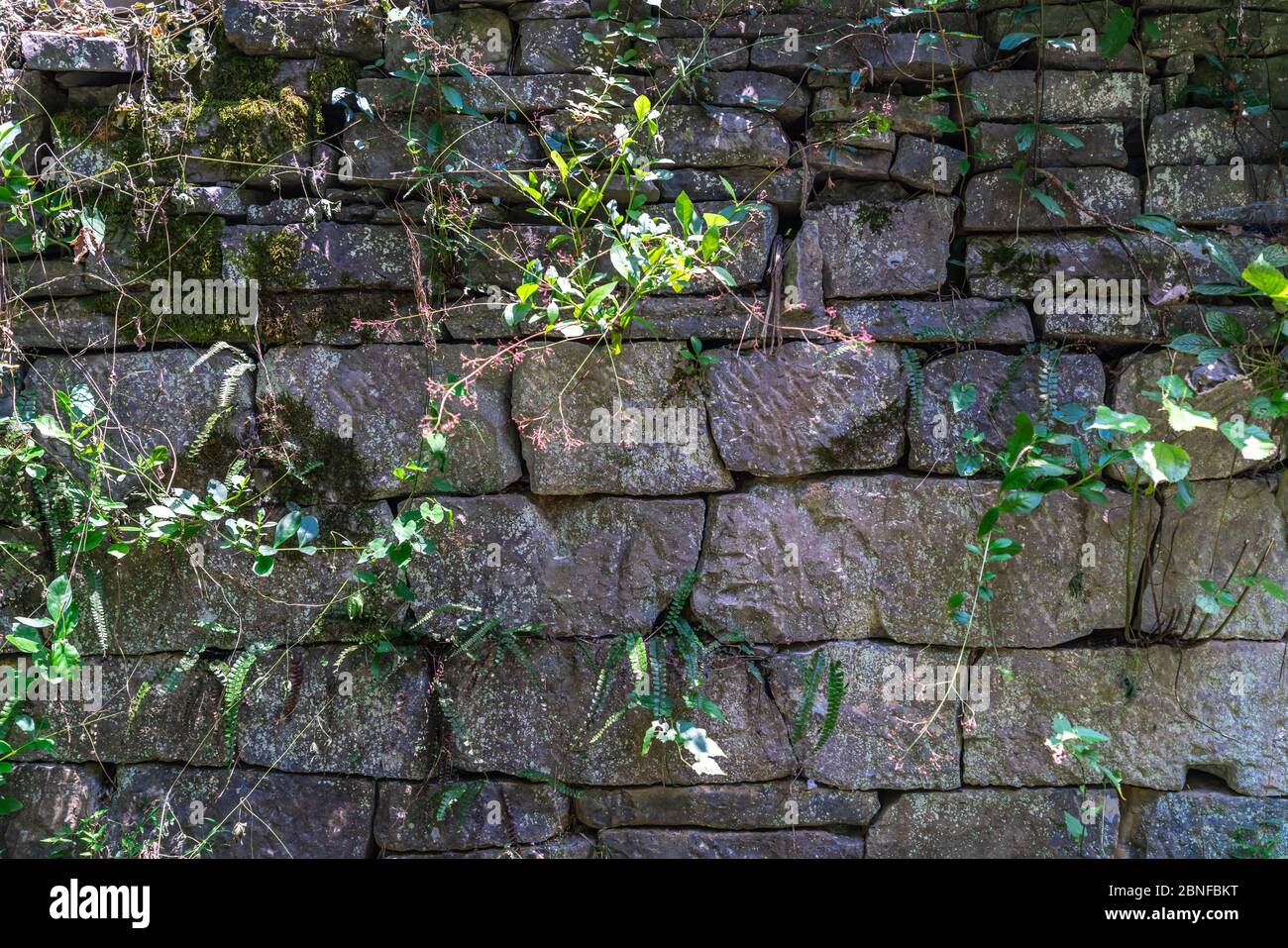 Vue sur un vieux mur fabriqué par des roches et des plantes qui s'est développé entre les endroits ouverts du mur Banque D'Images