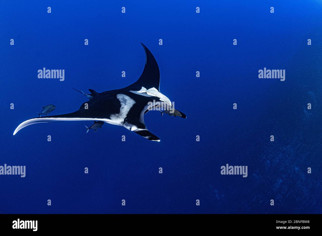 Manta ray géant en vol Banque D'Images